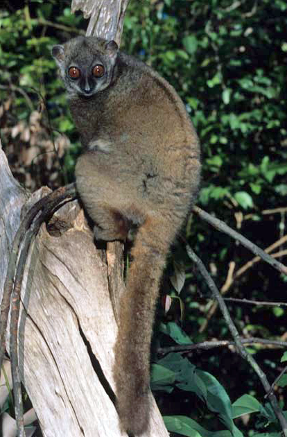 From Wikipedia: Lepilemur sahamalazensis
