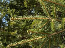 Norway Spruce tree